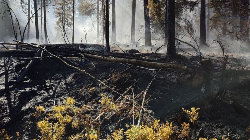 Maksuttomat Metsä palaa! -retket poltettuun metsään Nuuksiossa