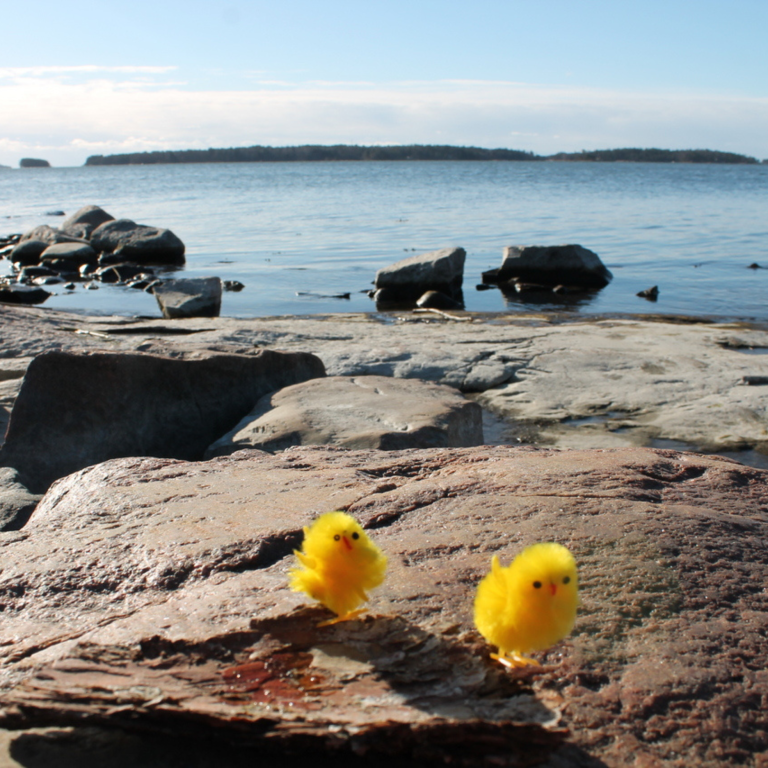 Decorative yellow Easter chicks on rocky beach in front of sea