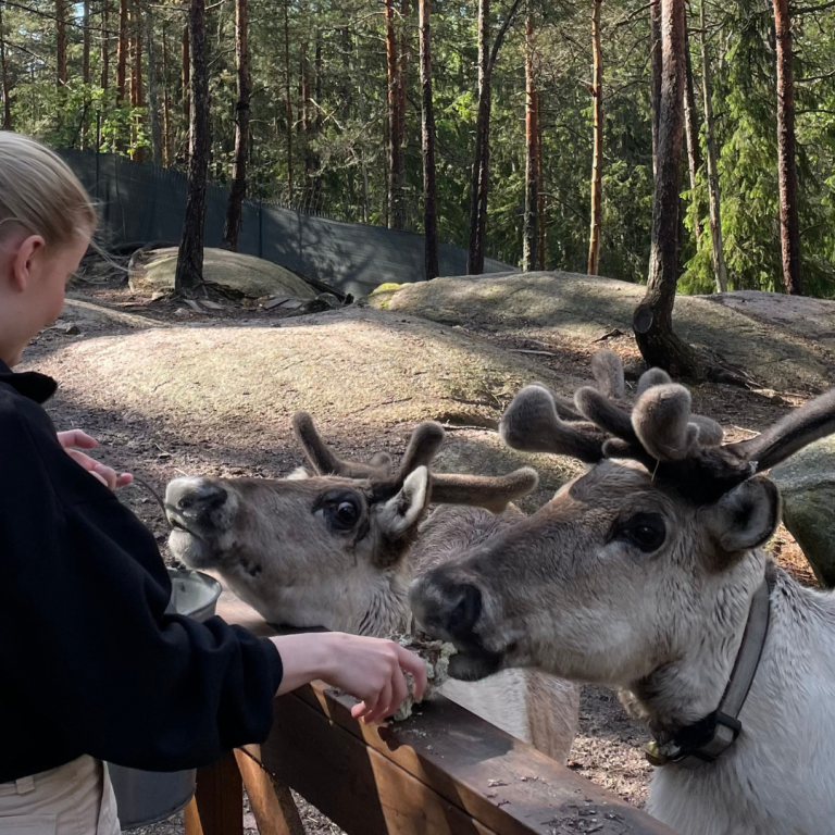 Girl feeding reindeers in forest