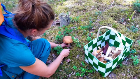 Sieniretki / Mushroon Foraging