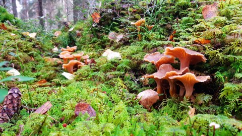 Sieniretki / Mushroon Foraging