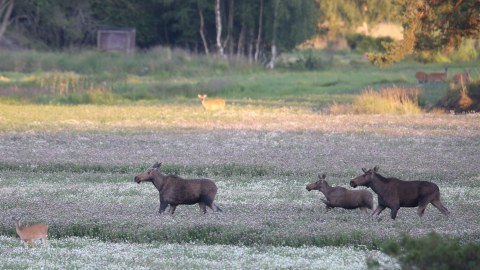 Three Moose in a flowering field