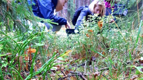 Sieniretki / Mushroon Foraging