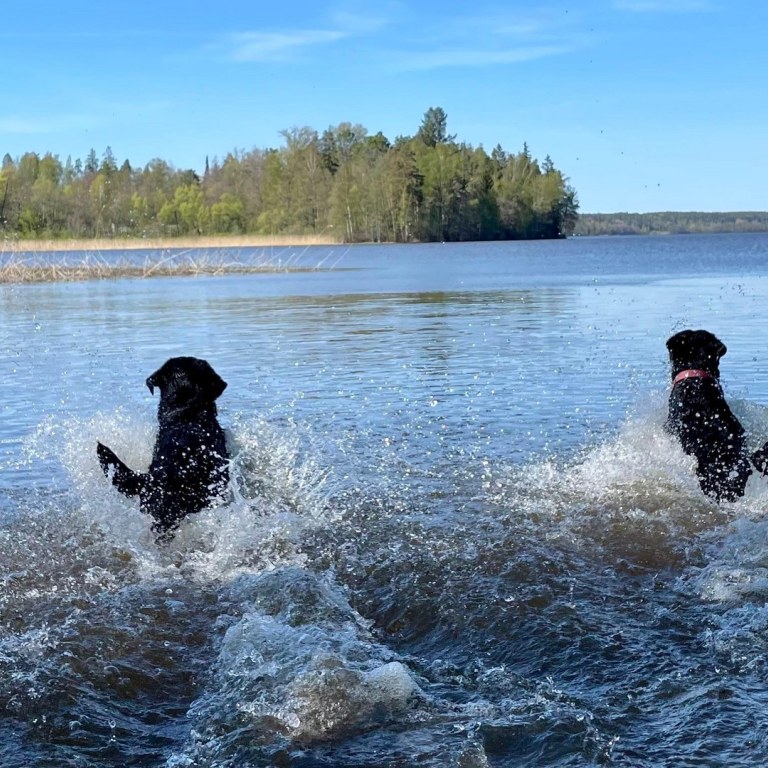 Kaiksi koiraa kirmaa vedessä kesäisenä päivänä.