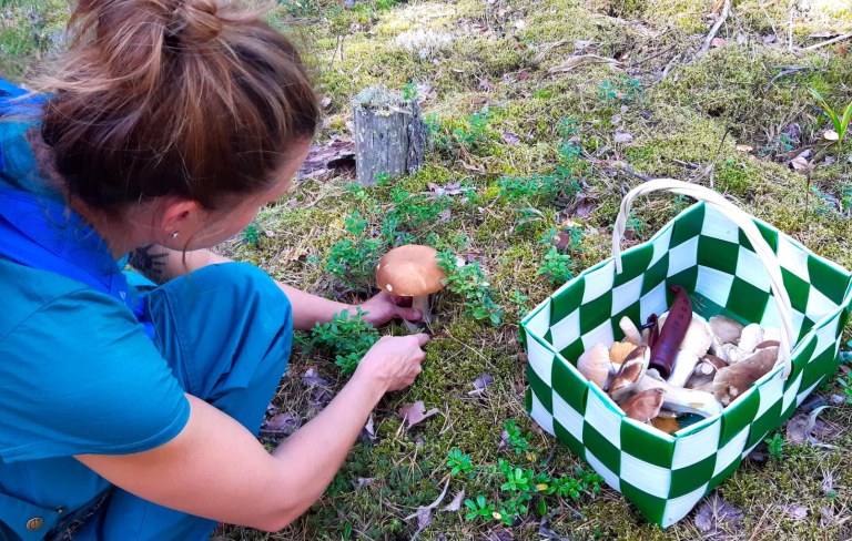 Sieniretki / Mushroon Foraging