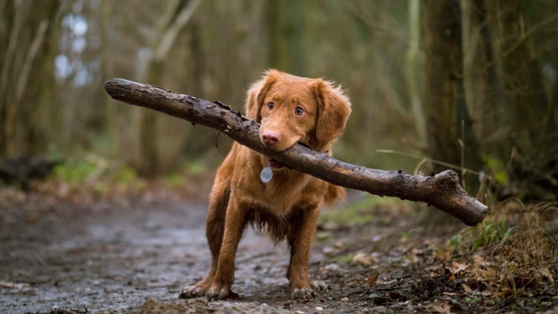 Dogs' New Year