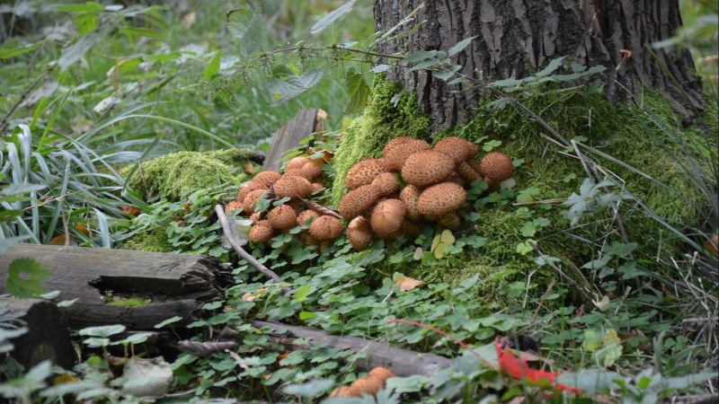 Mushroom course