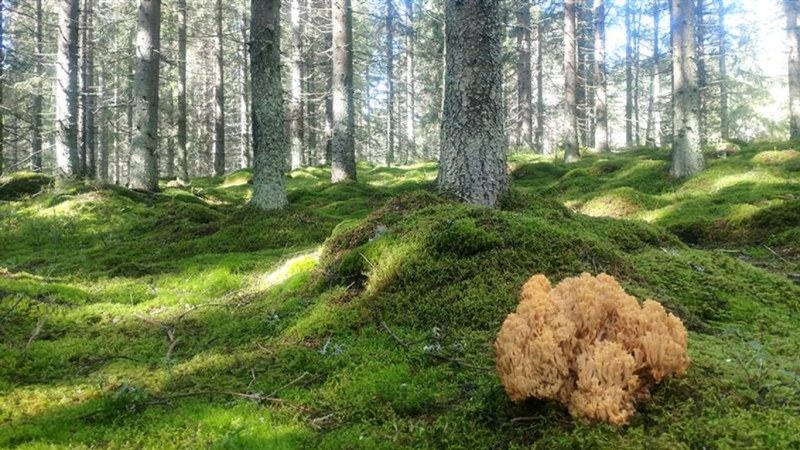 Morning hike to the Saarijärvi terrain