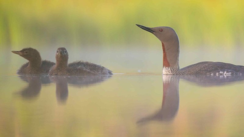 In the World of the Swamp - slideshow