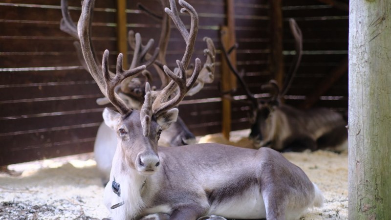 Nuuksio Reindeer Park