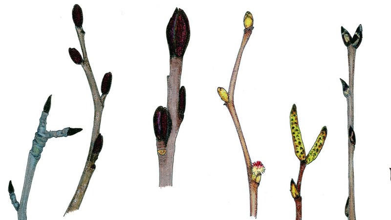 Leaf positions and resting buds - exhibition guidance on trees in winter