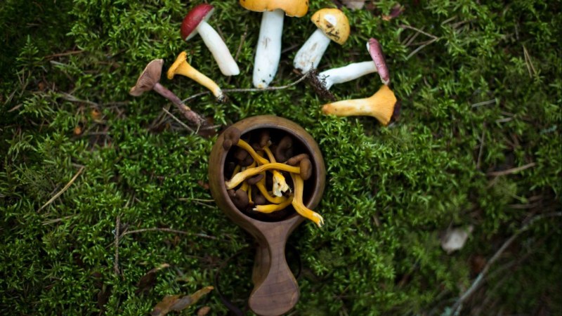 Mushroom foraging walk 14.9.24 at Lakisto nature trail