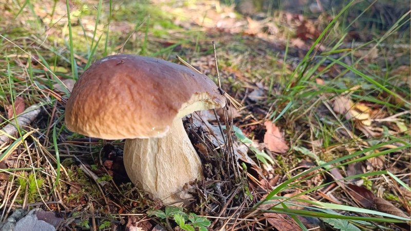 Nuuksio's mushroom trip to the surroundings of Sorlammi