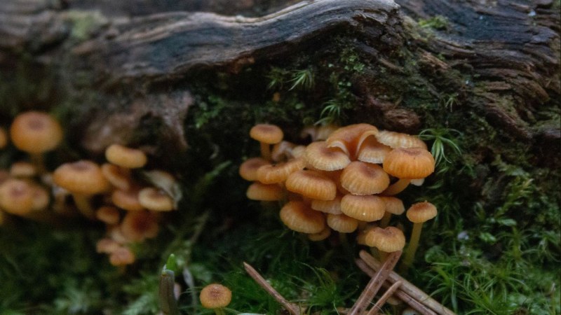 Mushroom exhibition