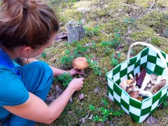 Sieniretki / Mushroon Foraging